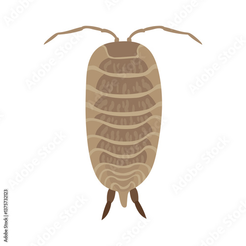 Woodlouse crawling, showing segmented body and antennae