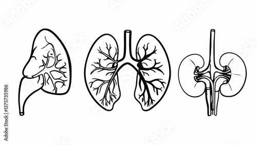"Anatomy stroke icons showing detailed representations of the human heart, lungs, and kidneys with crisp, editable lines, ideal for healthcare and educational use.