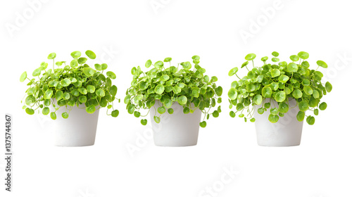 Creeping Jenny Plant in Pot Set of Three Different Poses on Transparent Background for Home Decor, Indoor Gardening, or Natural Branding