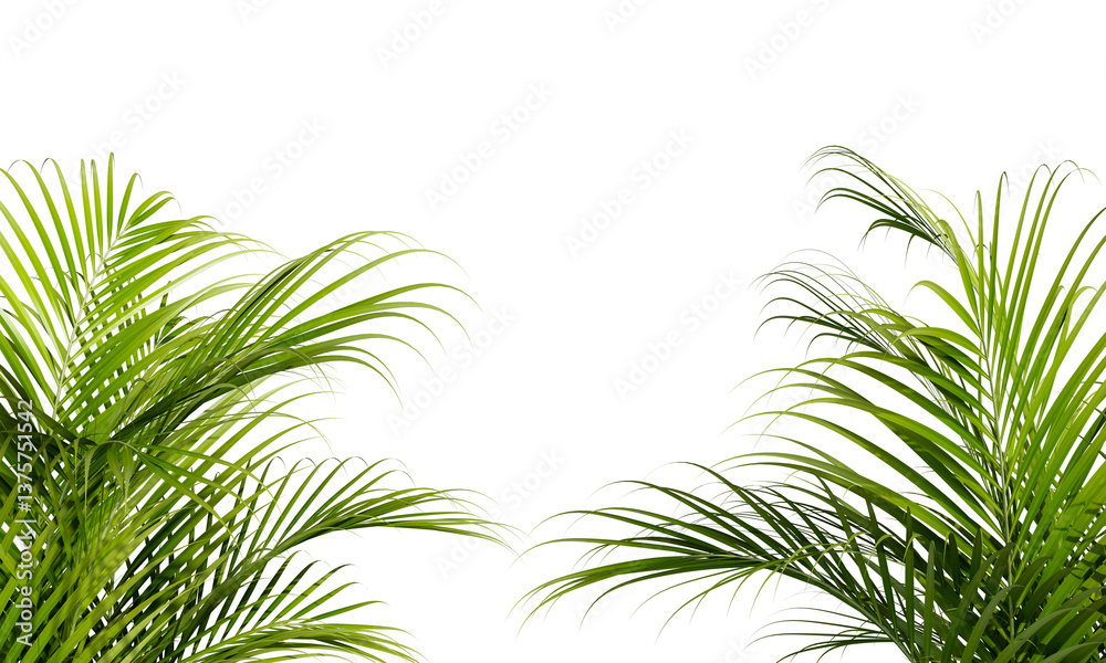 palm tree branches  isolated on white background