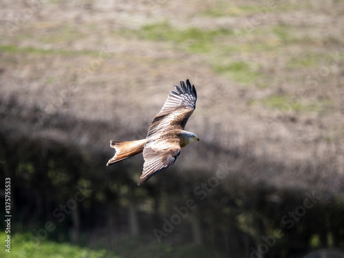 Obraz na płótnie Red Kite Bird in Flight w salonie