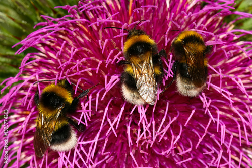 Three White-tailed bumblebee (Bombus lucorum)