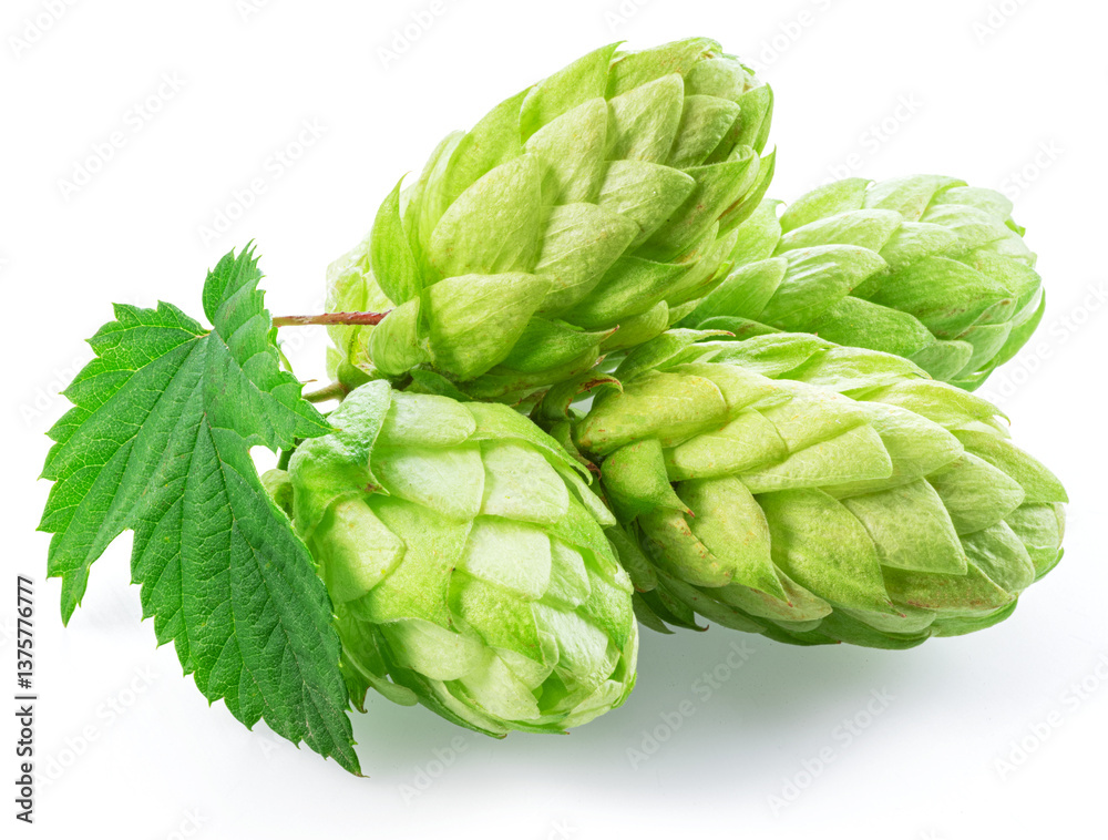 Fototapeta premium Fresh green hops or hop cone flowers with leaves on white background. File contains clipping path.