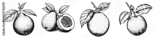 Detailed illustrations of various fruits highlighting distinctive features and textures