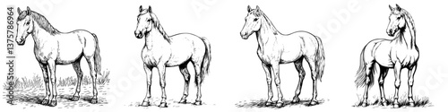 Detailed sketches illustrate the anatomy and posture of horses in various standing positions in a natural setting
