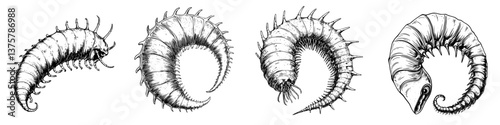 Detailed illustrations of various marine worms showcasing their distinct features and forms under scientific examination