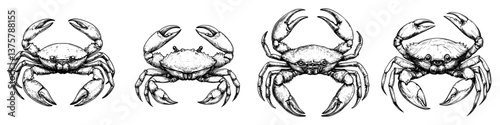 Various Crab Illustrations Depicting Different Species in Intricate Detail