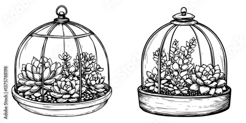 Detailed illustration of two decorative succulent terrariums in glass enclosures placed on a flat surface