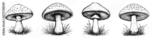 Detailed black and white illustration of different mushroom species in a natural setting
