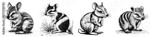 Various species of small rodents depicted in detailed black and white illustrations showcasing their features and habitats in nature
