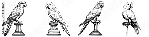 Vintage illustrations of four different parrot species perched on pedestals with intricate details depicted