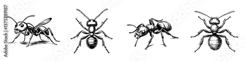 Various sketches of ants showcasing different perspectives and details in a natural habitat environment