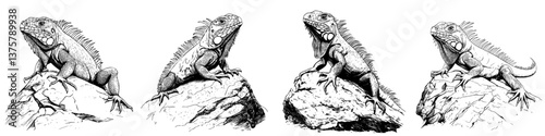 Detailed illustration of iguanas perched on rocks in a natural setting during bright daylight