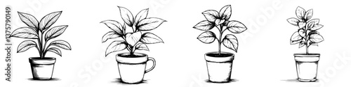 Various stages of plant growth illustrated, showcasing pots of different designs and sizes in a simple black and white style