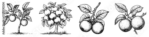 Drawings of fruit trees displaying oranges at various stages of growth in a detailed illustration style