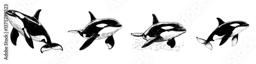 Orcas swimming gracefully in the ocean showcasing their distinct black and white patterns during daylight hours