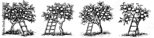Four stages of apple tree growth with ladders in a black and white illustration depicting orchard care