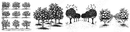 Black and white illustrations of lemon trees in various stages of growth and harvest in a farm setting
