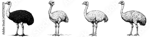 Detailed illustrations of ostriches in various poses showcasing their unique features and characteristics in a natural setting
