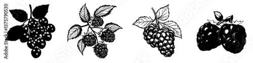 Various designs of blackberries and raspberries representing tasty fruit in artistic style for culinary projects or decor