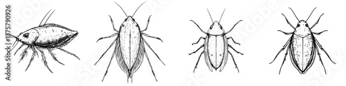 Detailed illustrations of cockroaches showcasing different views and anatomical features