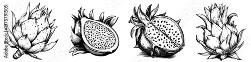 Detailed illustration of various dragon fruits showcasing different stages of ripeness and interior textures