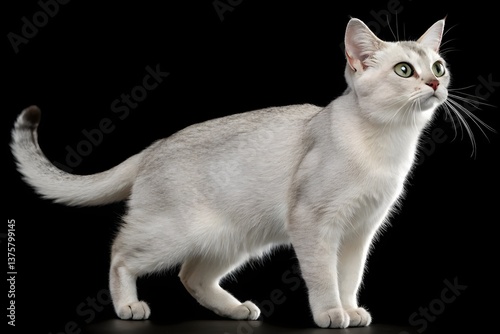 Isolated black and white feline, a cute young kitten against pure white