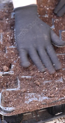 Gardener pressing soil into seed tray