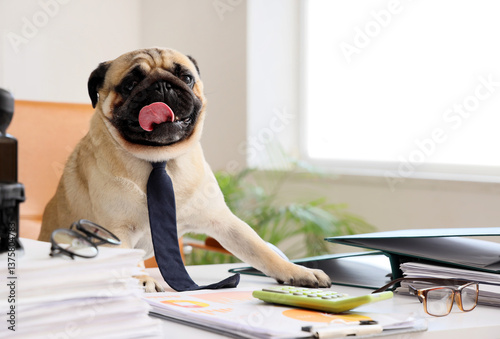 Funny pug dog with necktie ...