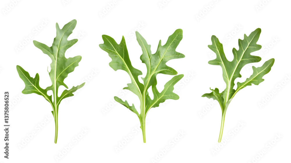 Fototapeta premium Pack of Arugula set Against Transparent Background for Culinary Branding, Organic Food Promotion, or Healthy Eating Design Projects