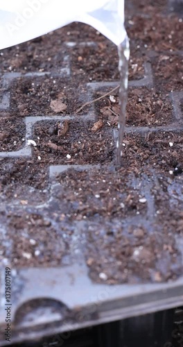 Gardener pouring water on seedling tray