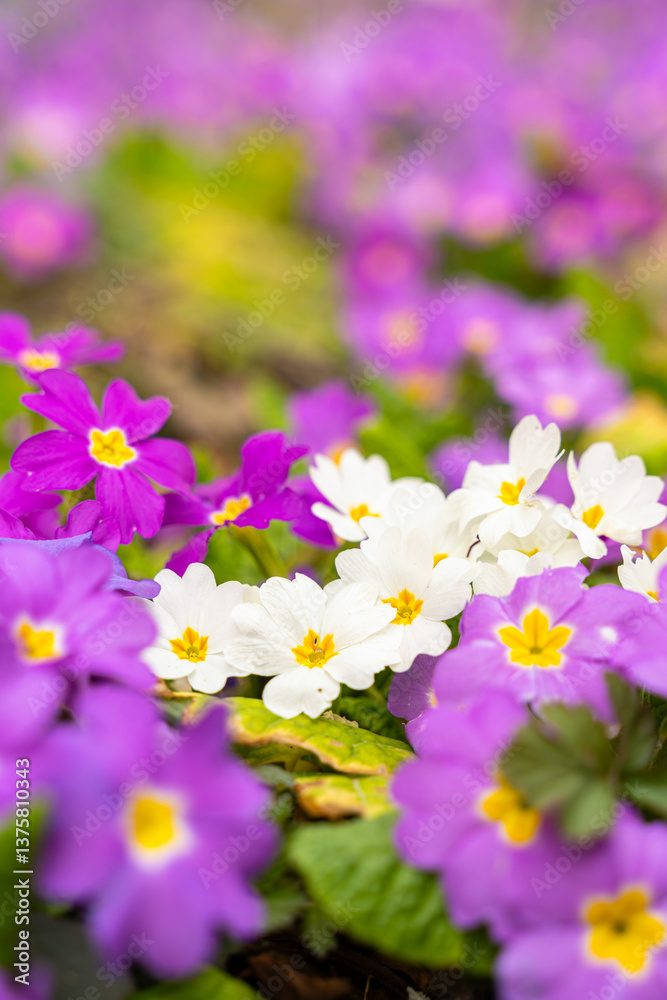 Meadow full of pink and white primulas.