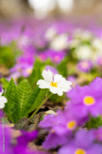 Meadow full of pink and white primulas.
