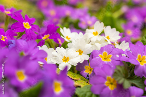 Meadow full of pink and white primulas.
