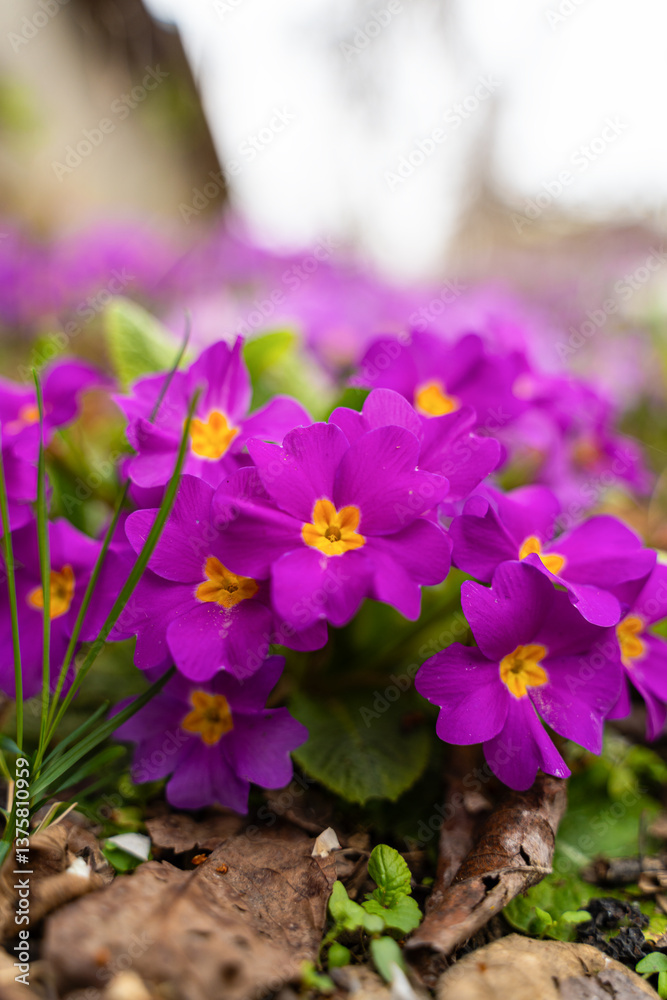 Meadow full of pink and white primulas.