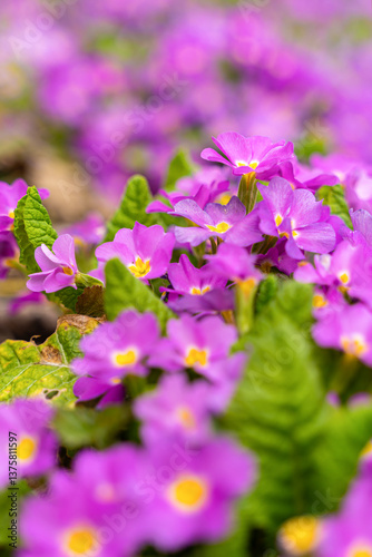 Meadow full of pink and white primulas.
