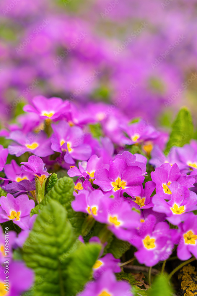 Meadow full of pink and white primulas.