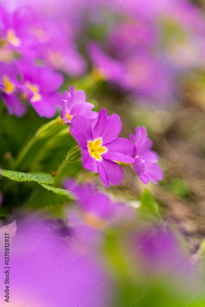 Meadow full of pink and white primulas.