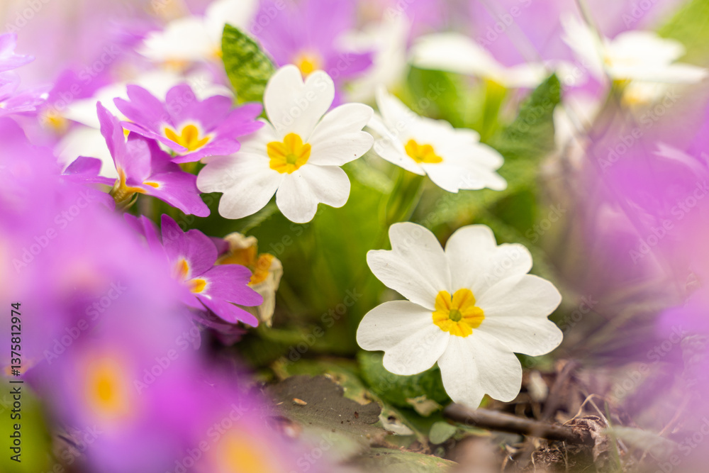 Meadow full of pink and white primulas.
