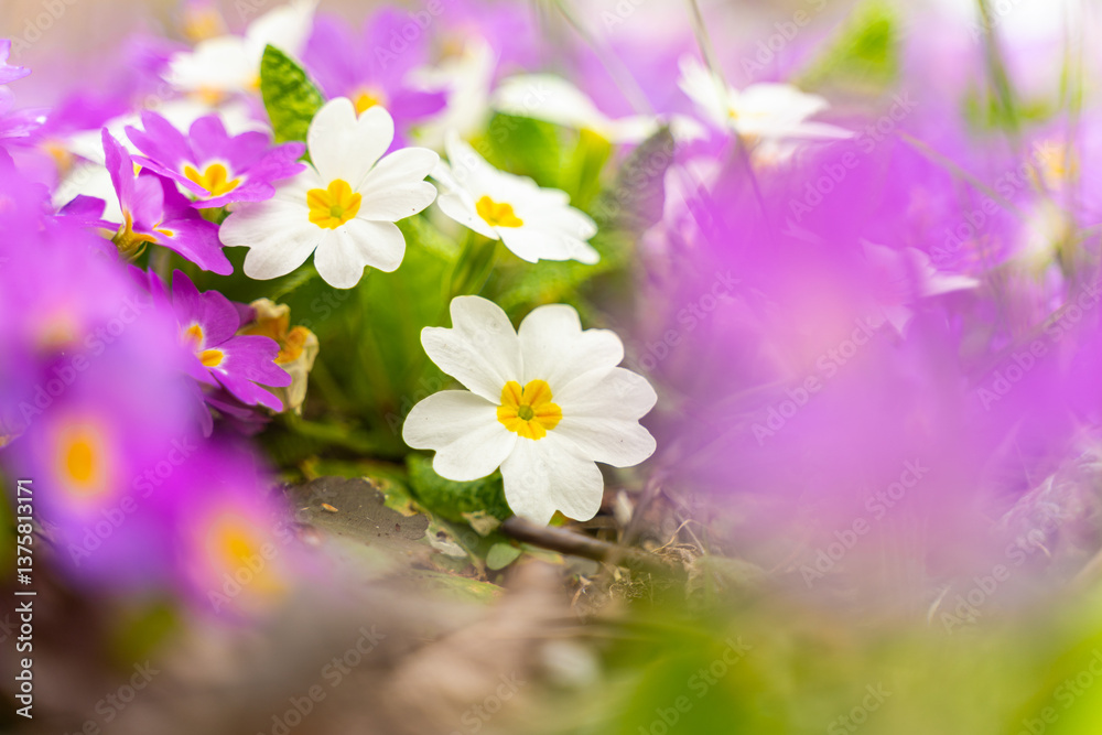 Meadow full of pink and white primulas.