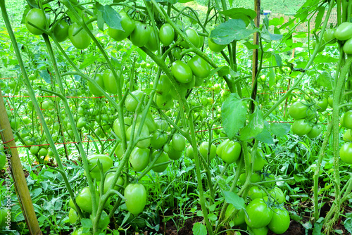 Pruning Tomato Plants with Green Unripe Fruits in Organic Farm