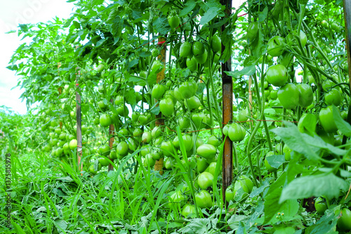 Pruning Tomato Plants with Green Unripe Fruits in Organic Farm