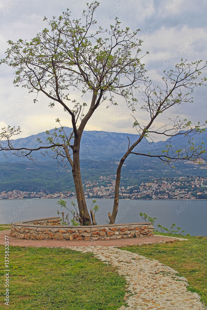 Pathway to Tree at Adriatic Sea Coast in Montenegro