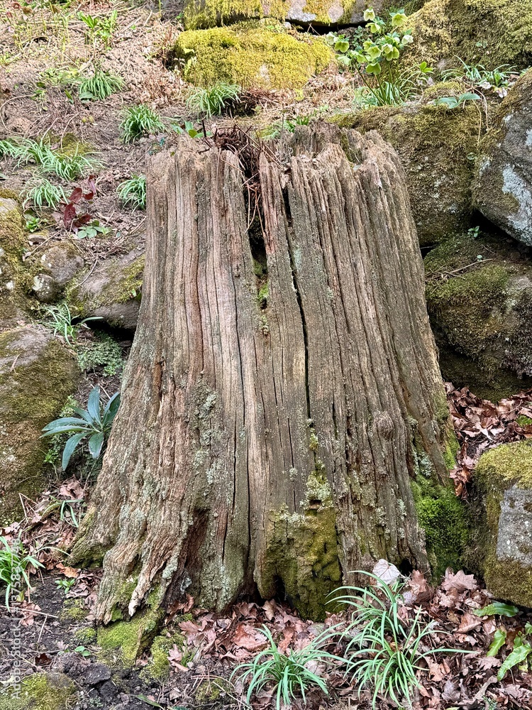 An Ancient rotting tree trunk with moss surrounded by plants and stones. An Ancient rotting tree trunk with moss surrounded by plants and stones.