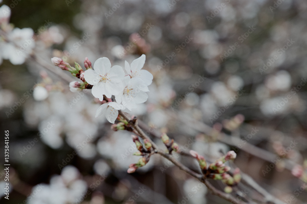 綺麗に開花した桜の花と綺麗なピンクに色づく蕾 綺麗に開花した桜の花と綺麗なピンクに色づく蕾