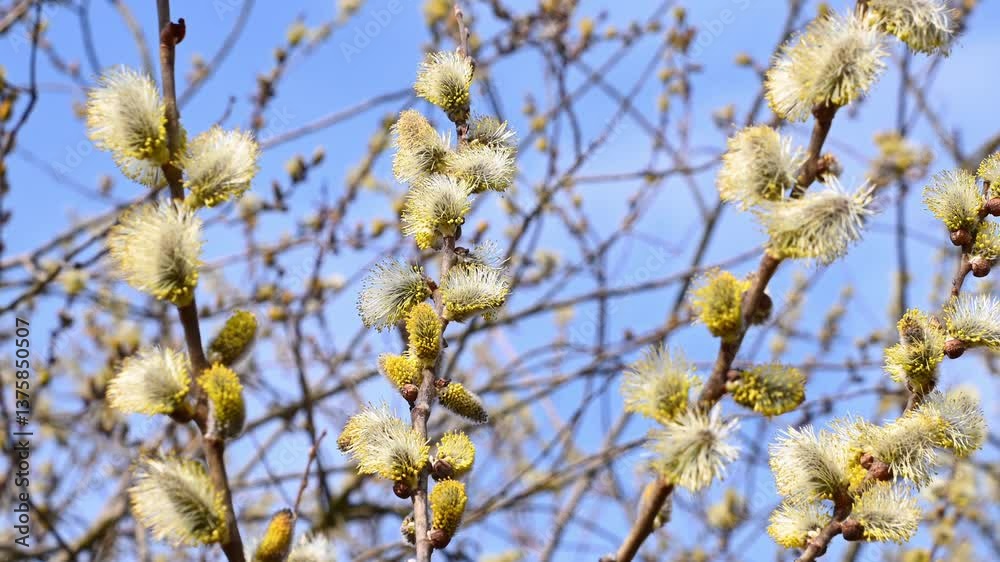 Branches of Salix caprea with catkins sway in the wind. goat willow, pussy willow or great sallow. Nature background. The coming of spring. Branches of Salix caprea with catkins sway in the wind. goat willow, pussy willow or great sallow. Nature background. The coming of spring.