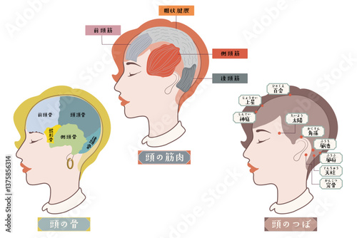 頭の筋肉・頭の骨・頭のツボのイラスト