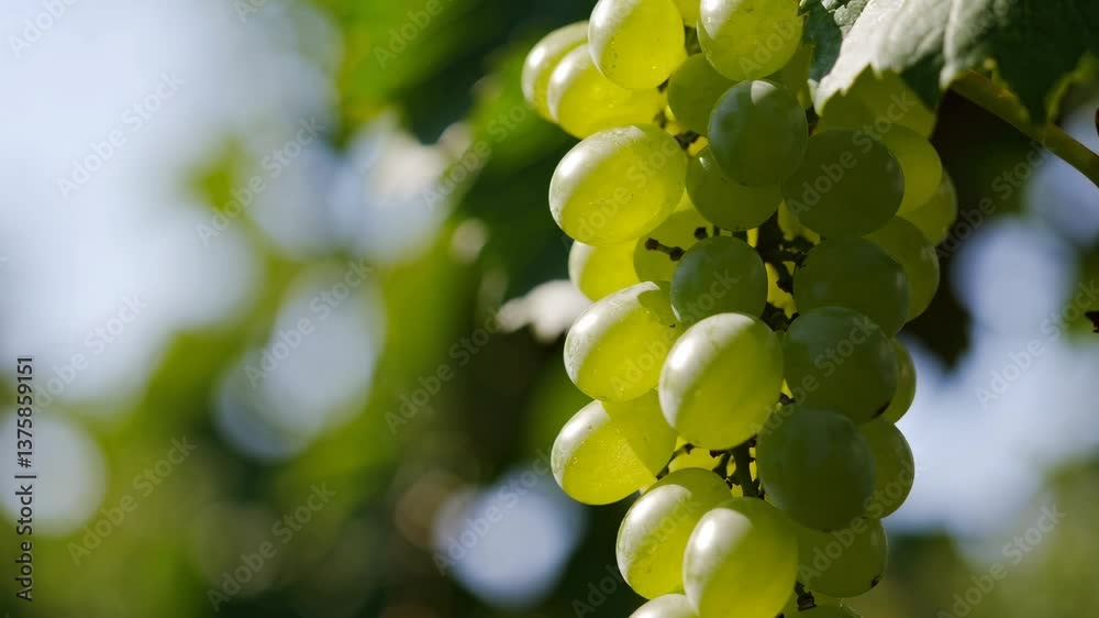 Green Grapes Hanging on Vine in Vineyard Green Grapes Hanging on Vine in Vineyard