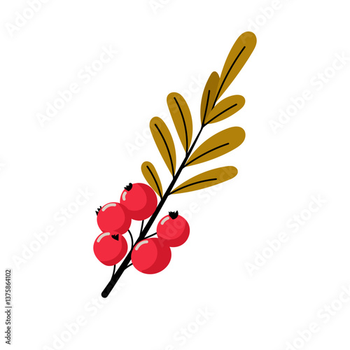 autumn viburnum lingonberry cranberry. Floral element decor, card, icon, sticker, print, isolated. vector