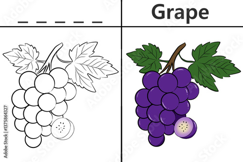 Grape coloring pages for kids and learning to recognize letters, fruit recognition cards, media for various games in early childhood learning